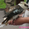 Kookaburra madarak a budapesti állatkertben