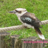 Kookaburra madarak a budapesti állatkertben