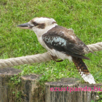 Kookaburra madarak a budapesti állatkertben Kookaburra madarak a budapesti állatkertben