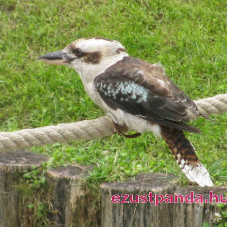 Kookaburra madarak a budapesti állatkertben
