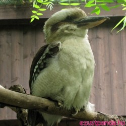 Kookaburra madarak a budapesti állatkertben