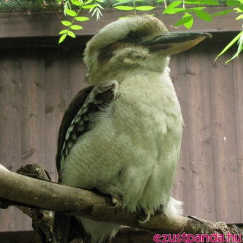 Kookaburra madarak a budapesti állatkertben