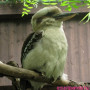 Kookaburra madarak a budapesti állatkertben