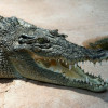 Krokodil 2014 1 uncia ezüst pénzérme