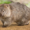 Opál sorozat - Wombat 2012 1 uncia proof ezüst pénzérme