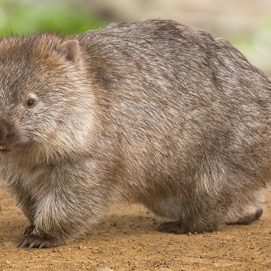Opál sorozat - Wombat 2012 1 uncia proof ezüst pénzérme