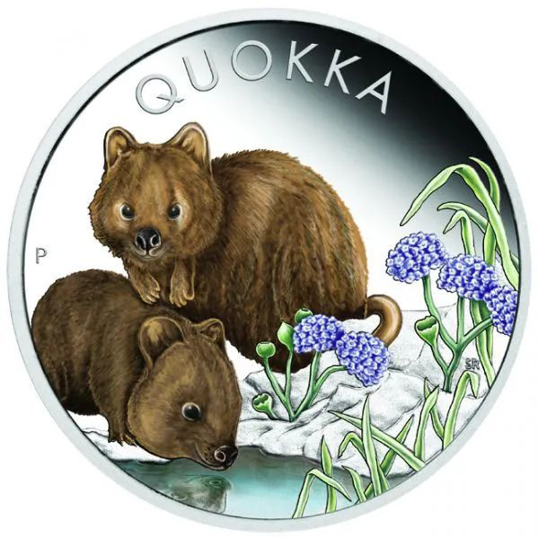Quokka 2023 1 uncia ausztrál színes ezüst pénzérme díszdobozban Quokka 2023 1 uncia ausztrál színes ezüst pénzérme díszdobozban