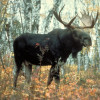Jávorszarvas / Moose 2012 1 uncia színes ezüst pénzérme Jávorszarvas / Moose 2012 1 uncia színes ezüst pénzérme