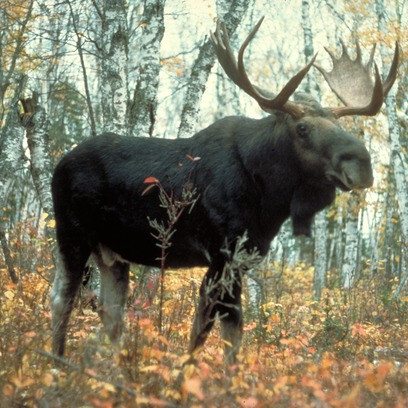 Jávorszarvas / Moose 2012 1 uncia színes ezüst pénzérme Jávorszarvas / Moose 2012 1 uncia színes ezüst pénzérme