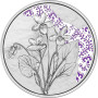 A virágok nyelvén - Az ibolya 10 EUR 2024 proof ezüst pénzérme