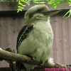 Kookaburra 2026 1 uncia ausztrál ezüst pénzérme Kookaburra 2026 1 uncia ausztrál ezüst pénzérme